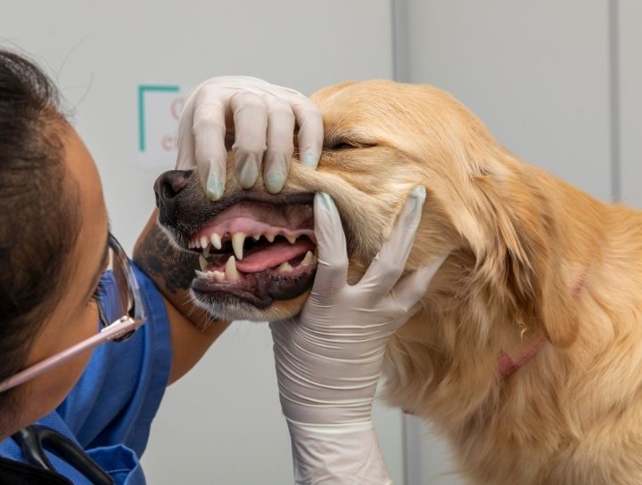Hudson Pet Dentist